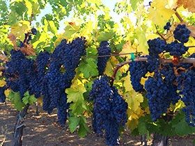 Great Grapes - Sonoma Wine County Harvest Fair