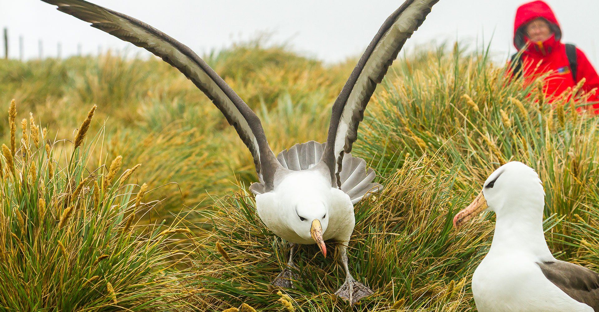 Atlantic Isles Seabirds